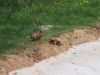 Filename=ime_177.jpg
Filesize=96KB
Dimensions=800x600
Date added=May 06, 2007 ime_177.jpg