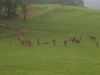 DSC04987.JPG