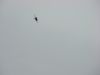 DSC00340.JPG