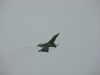 DSC00451.JPG