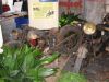 Filename=ml000031.jpg
Filesize=67KB
Dimensions=640x480
Date added=Nov 27, 2007 ml000031.jpg